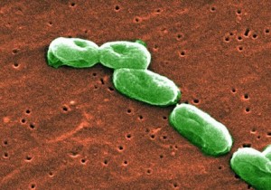 Đôi điều về Vi khuẩn Burkholderia Cepacia