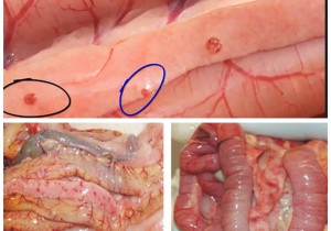 Bệnh Ký Sinh Trùng Đường Ruột